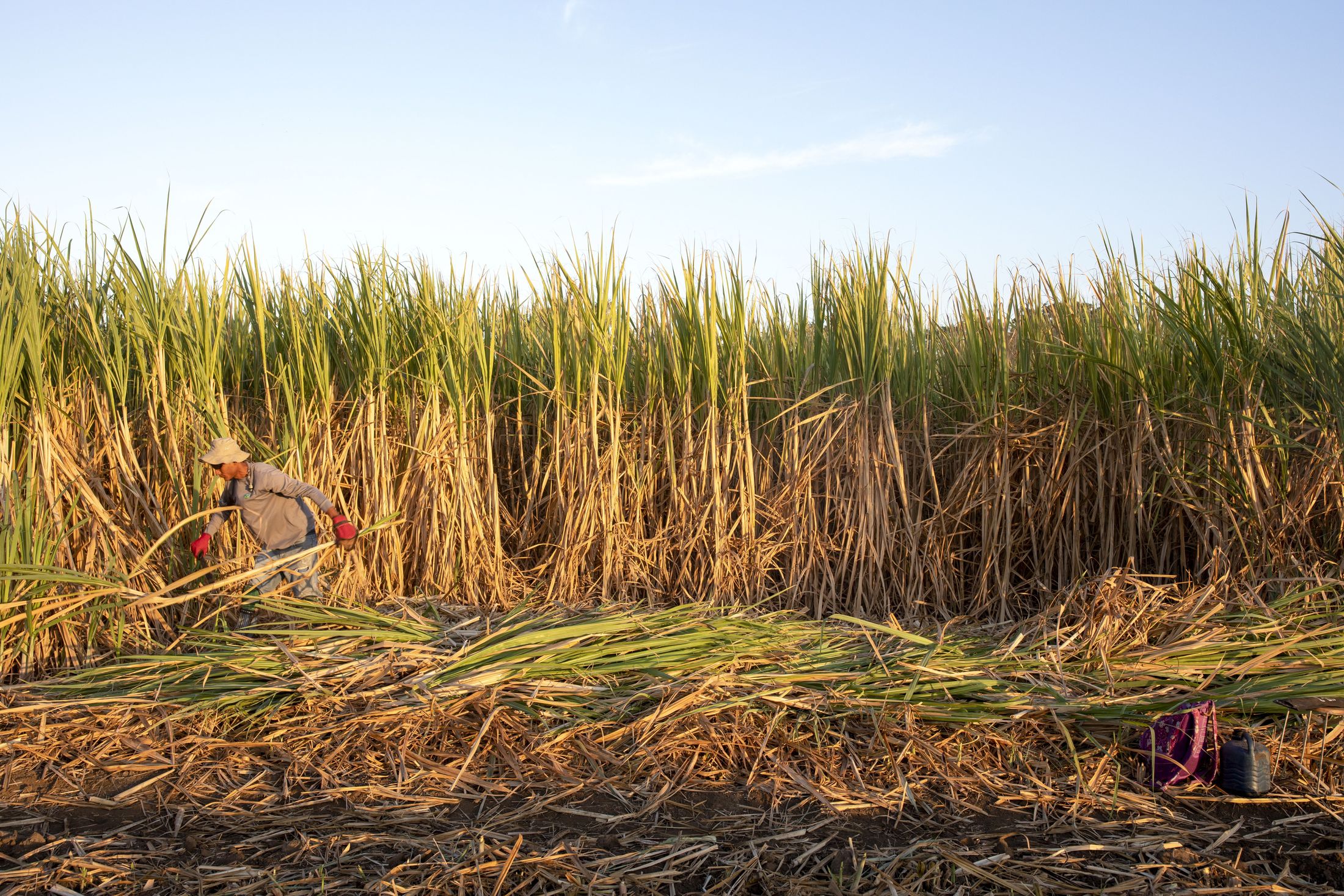 Field / harvest still , behind the interior numbers